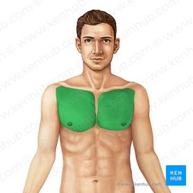Pectoralis major: Origin, insertion, innervation,function | Kenhub
