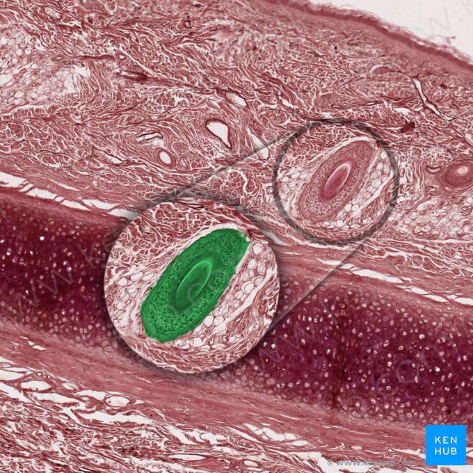 Folículo piloso (Folliculus pili); Imagen: 