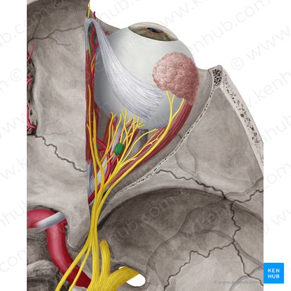 Ciliary ganglion (Ganglion ciliare); Image: Yousun Koh