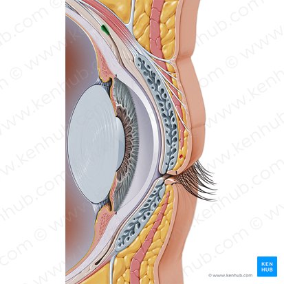 Superior conjunctival fornix (Fornix superior conjunctivae); Image: Paul Kim