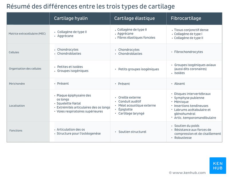 Résumé des différences entre les trois types de cartilage