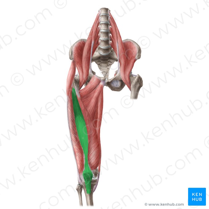 Vastus intermedius muscle (Musculus vastus intermedius); Image: Liene Znotina