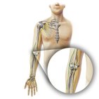 Radial nerve
