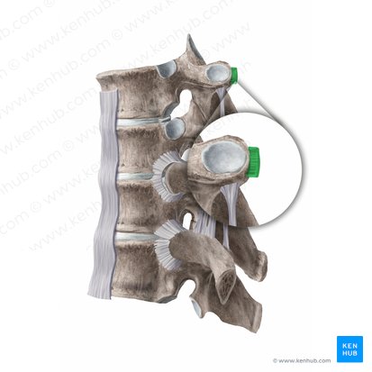 Lateral costotransverse ligament (Ligamentum costotransversarium laterale); Image: Begoña Rodriguez