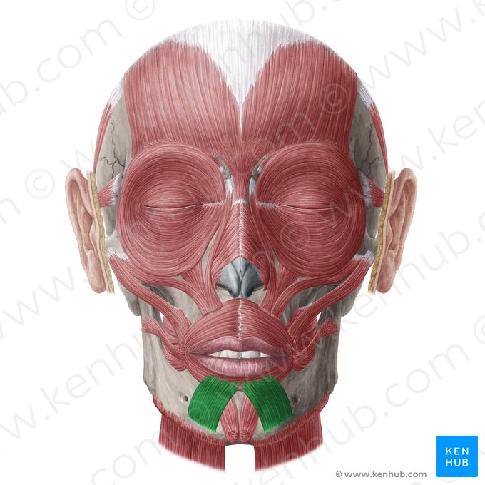 Músculo depresor del labio inferior (Musculus depressor labii inferioris); Imagen: Yousun Koh