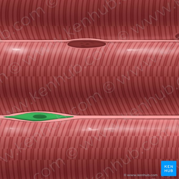 Fibroblast (Fibroblastus); Image: Tal Bavli Ziv