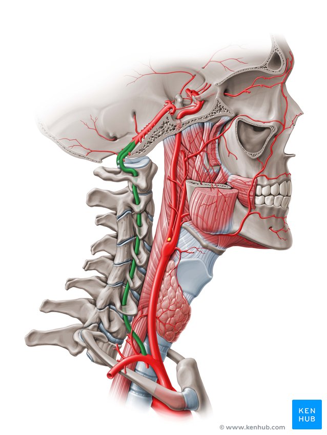 Vertebral artery