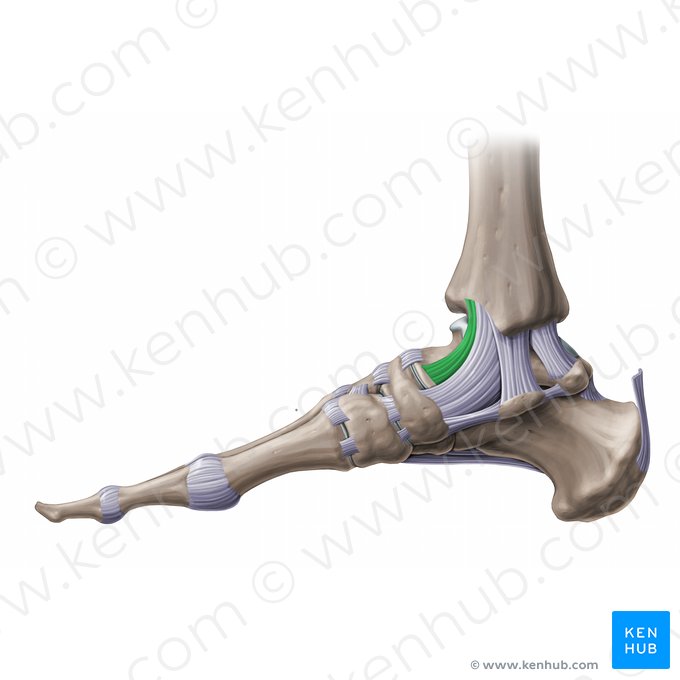 Anterior tibiotalar ligament (Ligamentum tibiotalare anterius); Image: Paul Kim