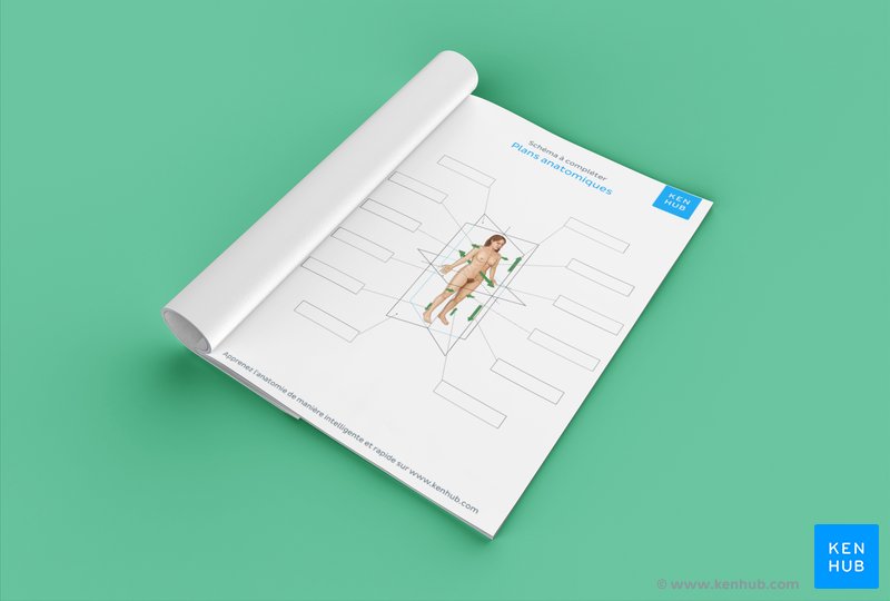 Fiche de révision des plans anatomiques (Téléchargement gratuit ci-dessous)