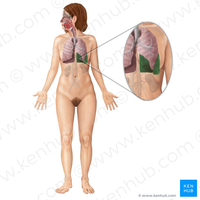 Lóbulo inferior del pulmón izquierdo (Lobus inferior pulmonis sinistri); Imagen: Begoña Rodriguez