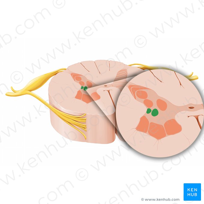 Núcleo intermediolateral de la médula espinal (Nucleus intermediolateralis); Imagen: Paul Kim