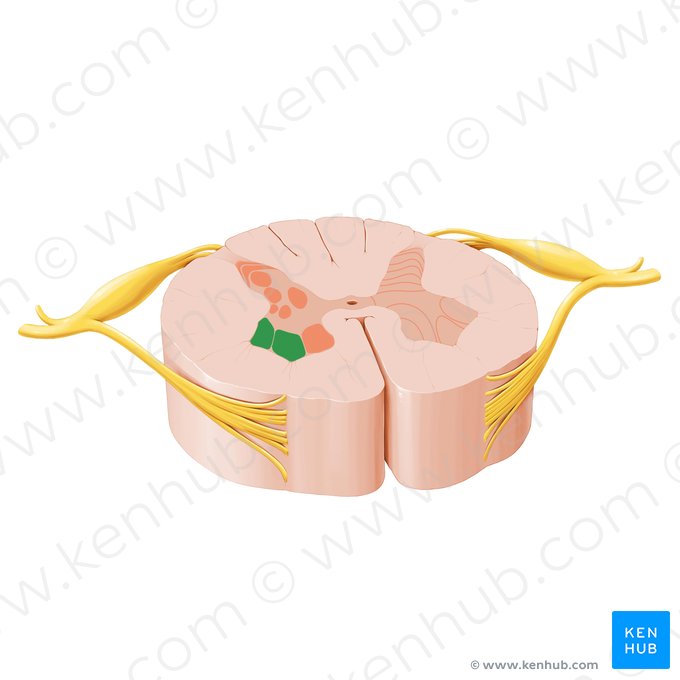 Núcleos motores laterais da medula espinal (Nuclei motorii laterales nervorum spinalium); Imagem: Paul Kim