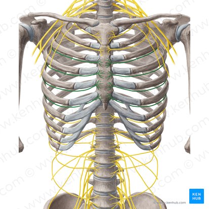 3rd-6th intercostal nerves (Nervi intercostales 3-6); Image: Yousun Koh
