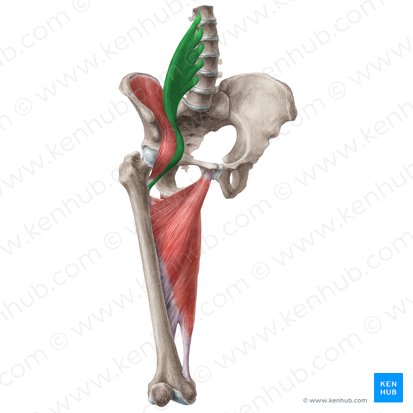 Psoas major muscle (Musculus psoas major); Image: Liene Znotina