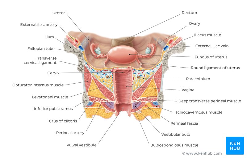 Female reproductive organs: Anatomy and functions | Kenhub