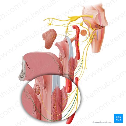 Lingual branches of glossopharyngeal nerve (Rami linguales nervi glossopharyngei); Image: Paul Kim