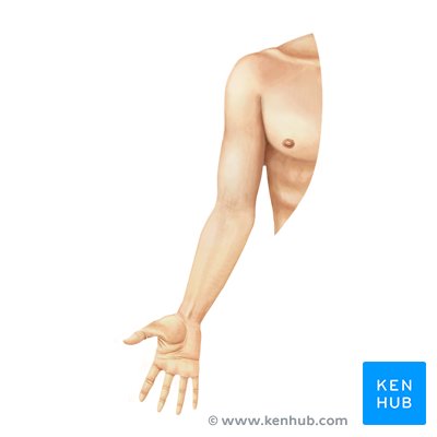 Upper extremity - anterior view