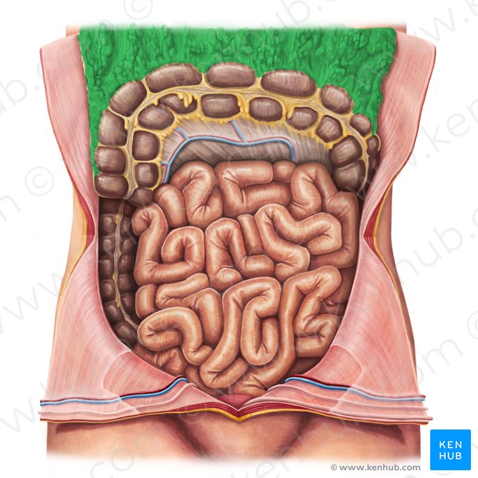 Omento maior (Omentum majus); Imagem: Irina Münstermann