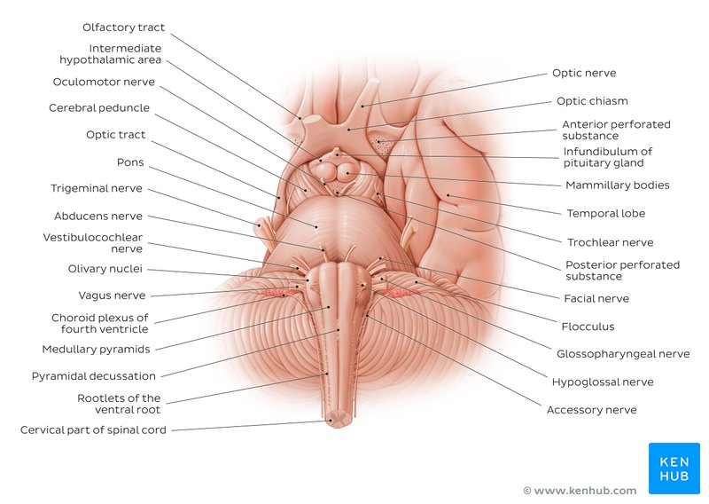 Brainstem: Definition, anatomy, parts, function | Kenhub