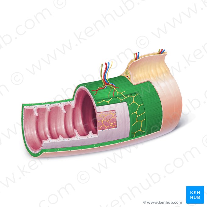 Capa muscular (Tunica muscularis); Imagen: Paul Kim