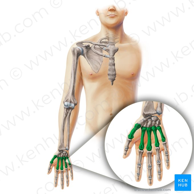 Osso metacarpal (Ossa metacarpi); Imagem: Paul Kim