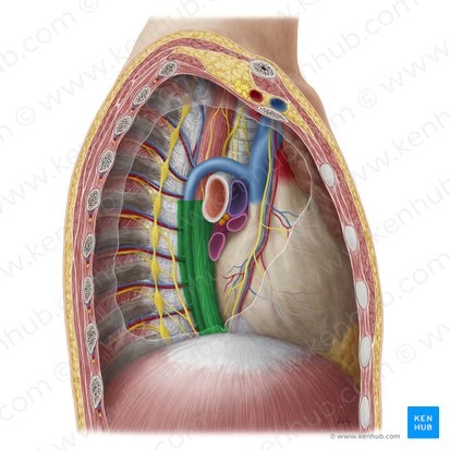 Mediastinum posterius (Hinteres Mediastinum); Bild: Yousun Koh