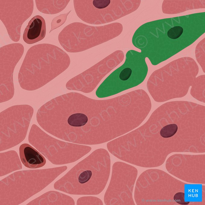 Cardiac muscle cell (Cardiomyocytus); Image: Tal Bavli Ziv