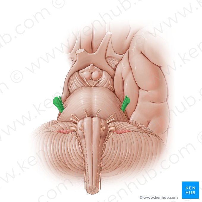 Trigeminal nerve (Nervus trigeminus); Image: Paul Kim