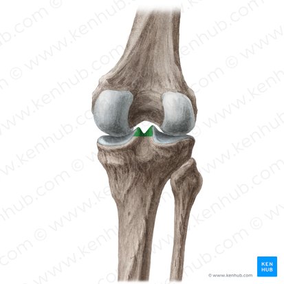 Eminence intercondylaire du tibia (Eminentia intercondylaris tibiae); Image : Liene Znotina