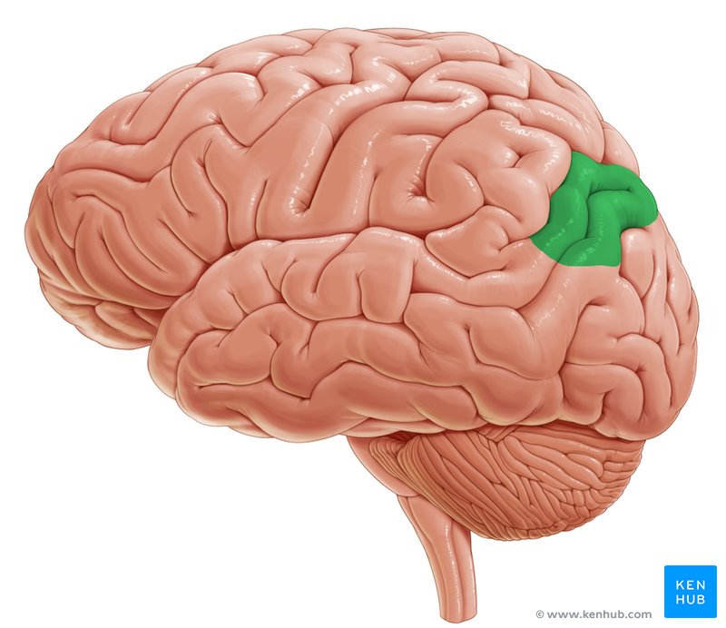 Angular gyrus - lateral-left view