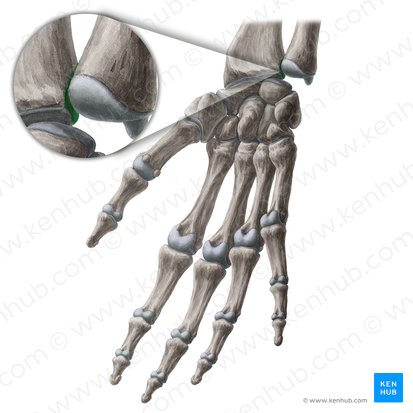 Incisura ulnar del radio (Incisura ulnaris radii); Imagen: Yousun Koh