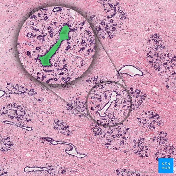 Duto colector interlobular; Imagem: 