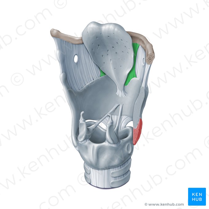 Ligamentum thyrohyoideum medianum (Mittleres Schildknorpel-Zungenbein-Band); Bild: Paul Kim