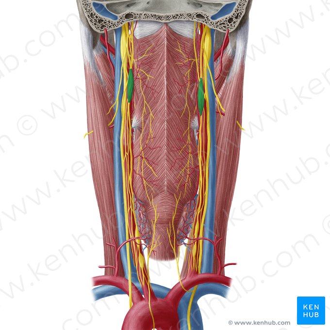 Gânglio cervical superior (Ganglion cervicale superius); Imagem: Yousun Koh