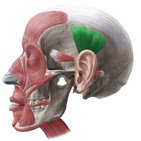 Musculus auricularis superior