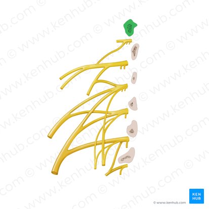 Vertebra T12; Image: Begoña Rodriguez