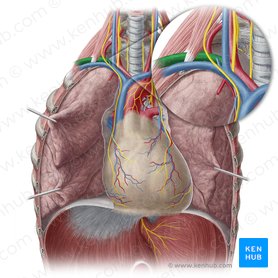 Right subclavian artery (Arteria subclavia dextra); Image: Yousun Koh