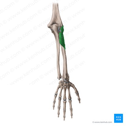 Músculo supinador (Musculus supinator); Imagen: Yousun Koh