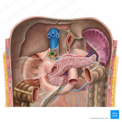 Vena porta hepática (Vena portae hepatis); Imagen: Irina Münstermann