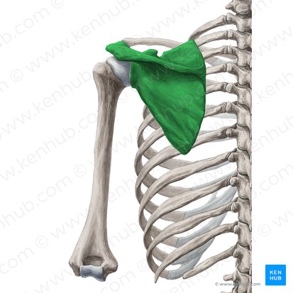 Escápula (Scapula); Imagen: Yousun Koh