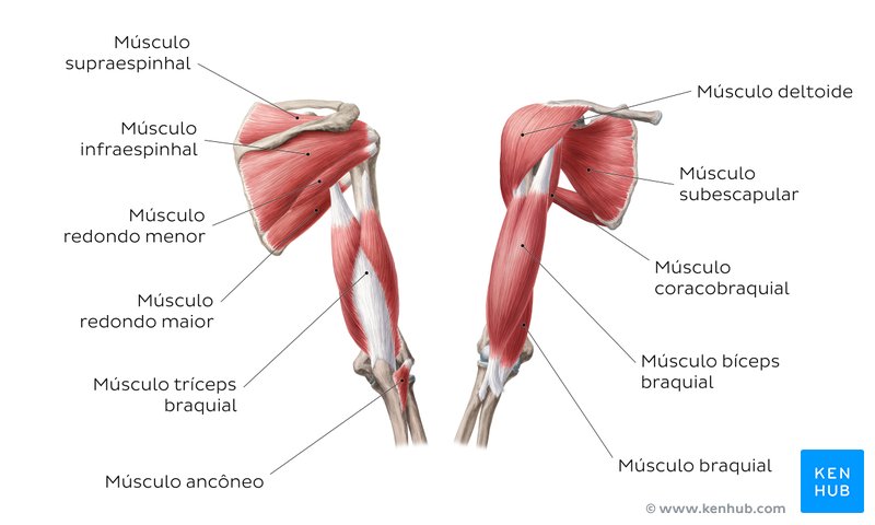 Diagrama dos músculos do braço