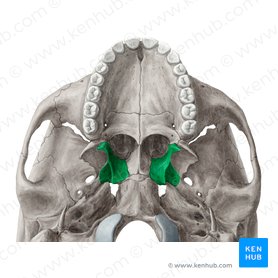 Lâmina medial do processo pterigóideo do osso esfenoide (Lamina medialis processus pterygoidei ossis sphenoidalis); Imagem: Yousun Koh