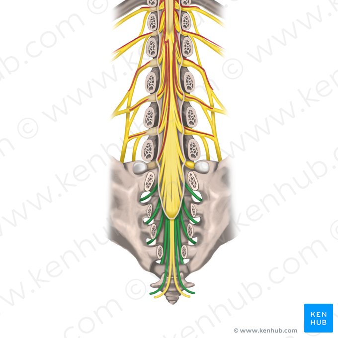 Spinal nerves S1-S5 (Nervi spinales S1-S5); Image: Rebecca Betts