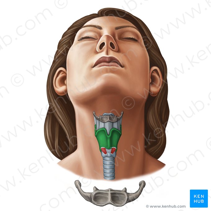 Cartilagem tireóidea (Cartilago thyroidea); Imagem: Irina Münstermann