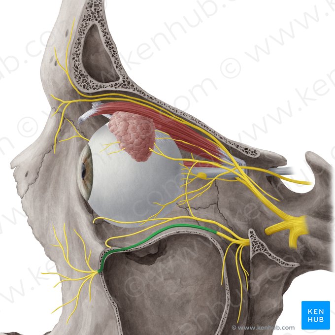 Infraorbital nerve (Nervus infraorbitalis); Image: Yousun Koh