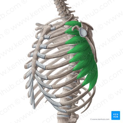 Músculo serrato anterior (Musculus serratus anterior); Imagen: Yousun Koh