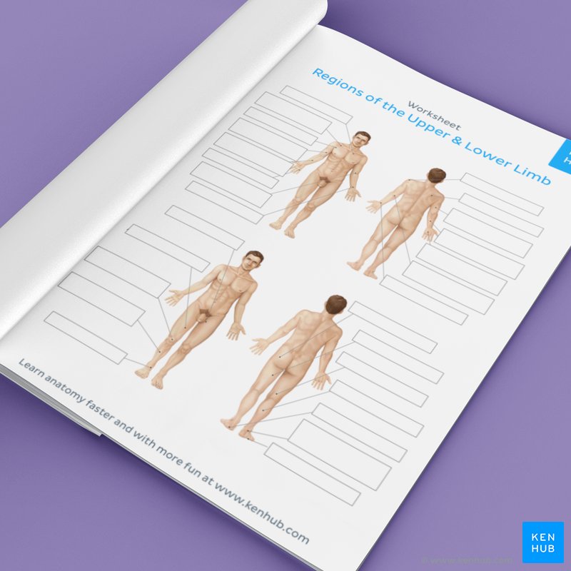 Learn the regions of the body with quizzes and diagrams | Kenhub