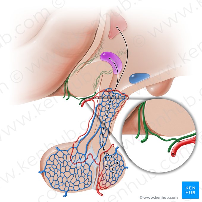 Hypothalamic vessels (Vasa hypothalamicae); Image: Paul Kim