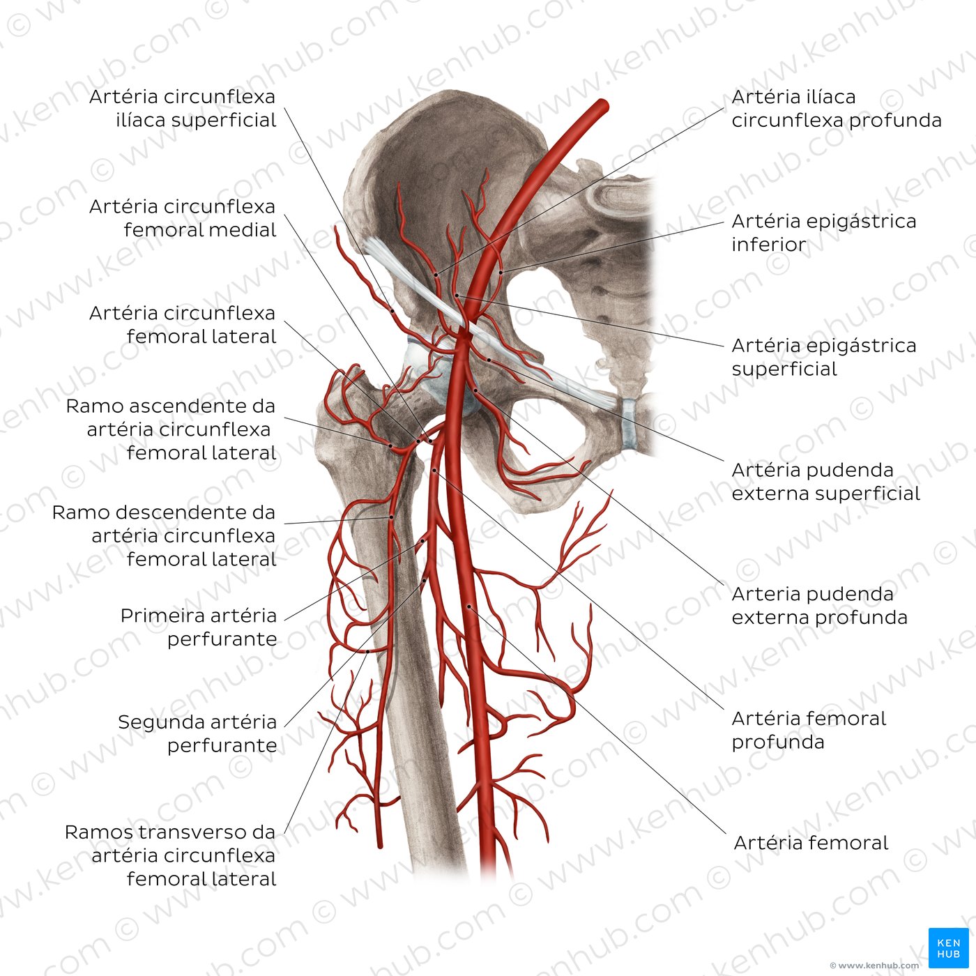 Artéria femoral e seus ramos - vista anterior