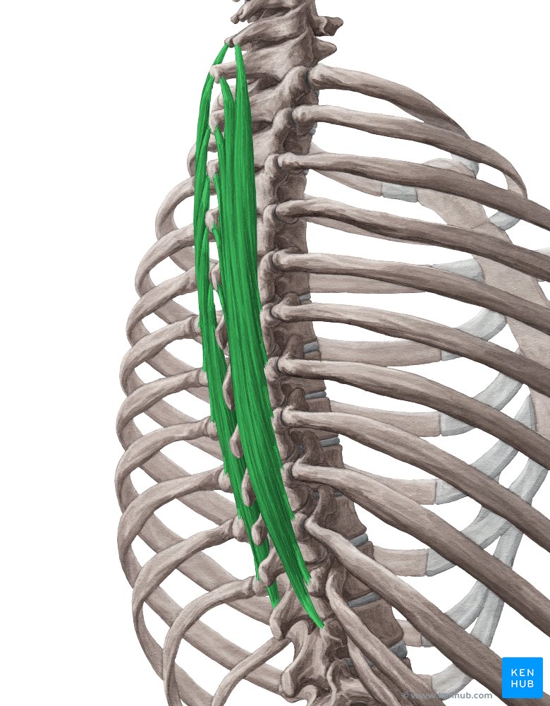 Semispinalis thoracis muscle (Musculus semispinalis thoracis)